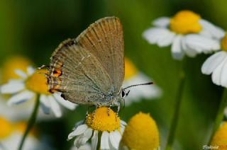 Minik Sevbeni (Satyrium acaciae)