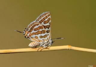 eytanck (Cigaritis acamas)