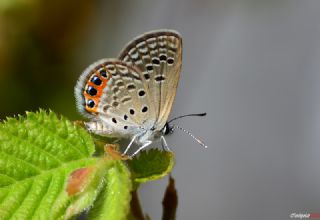 Mcevher Kelebei (Chilades trochylus)