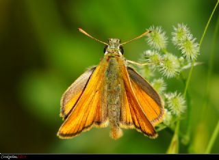 Sar Antenli Zpzp (Thymelicus sylvestris)