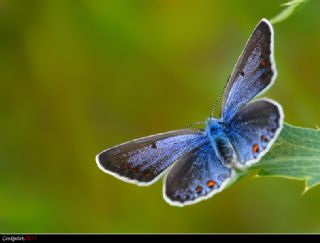 okgzl Amanda (Polyommatus amandus)