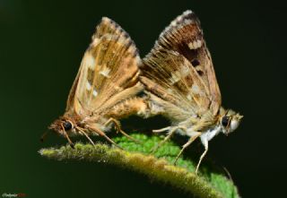 Akdeniz Zpzp (Muschampia proto)