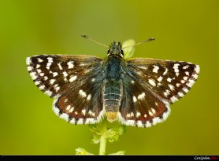 Kzl Zpzp (Spialia orbifer)