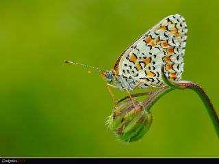 Cezayirli parhan (Melitaea ornata)