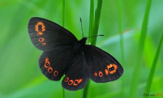 Orman Gzelesmeri (Erebia medusa )