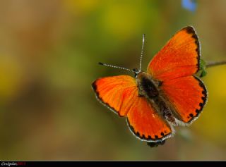 Alev Ategzeli (Lycaena kefersteinii)