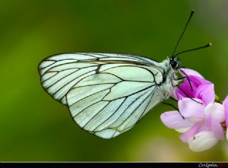 Al Beyaz (Aporia crataegi)