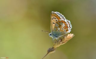 okgzl Anadolu Mavisi (Aricia crassipunctus)