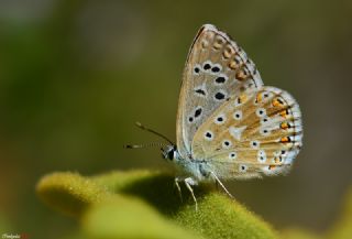 okgzl Levantin illi Mavisi (Polyommatus syriaca)