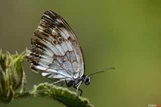 Kara Melike (Melanargia syriaca)