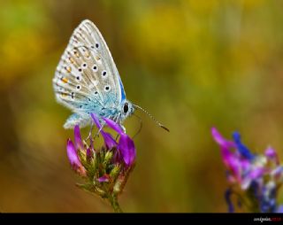 okgzl Gk Mavisi (Polyommatus bellargus)