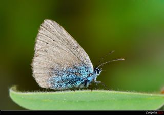Karagz Mavisi (Glaucopsyche alexis)