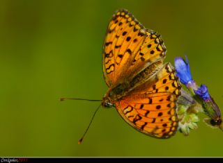 Niyobe (Fabriciana niobe)