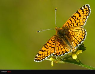 parhan (Melitaea cinxia)