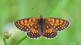 Amannisa (Melitaea athalia)