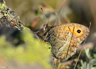 Seyit (Arethusana arethusa)