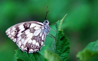 Orman Melikesi (Melanargia galathea)