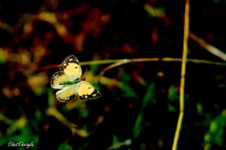 Sar Azamet (Colias croceus)
