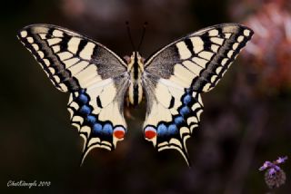 Krlangkuyruk (Papilio machaon)