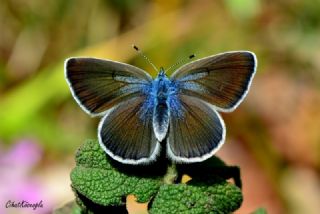 Karagz Mavisi (Glaucopsyche alexis)