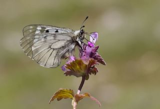 Dumanl Apollo (Parnassius mnemosyne)