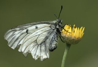 Dumanl Apollo (Parnassius mnemosyne)