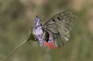 Dumanl Apollo (Parnassius mnemosyne)