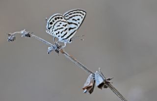 Balkan Kaplan (Tarucus balkanicus)