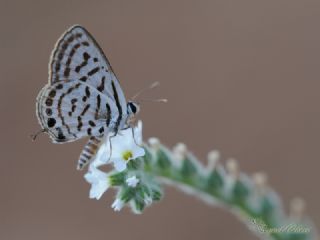 Balkan Kaplan (Tarucus balkanicus)