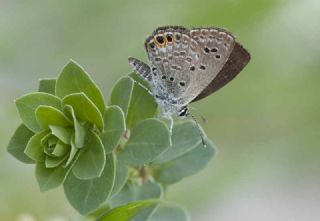 Mcevher Kelebei (Chilades trochylus)