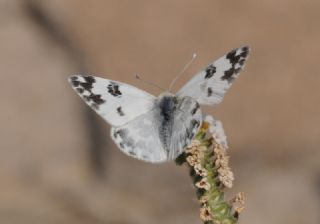 Yeni Beneklimelek (Pontia edusa)