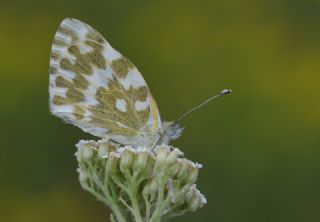 Yeni Beneklimelek (Pontia edusa)