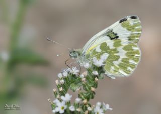 Yeni Beneklimelek (Pontia edusa)