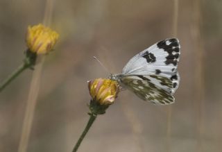 Yeni Beneklimelek (Pontia edusa)