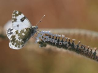 Yeni Beneklimelek (Pontia edusa)