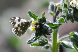 Yeni Beneklimelek&nbsp;(Pontia&nbsp;edusa)