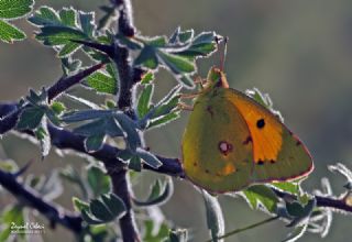 Sar� Azamet&nbsp;(Colias&nbsp;croceus)