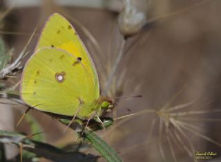 Sar Azamet (Colias croceus)