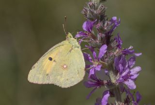 Sar� Azamet&nbsp;(Colias&nbsp;croceus)