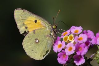 Sar Azamet (Colias croceus)