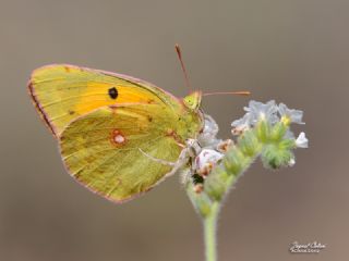 Sar Azamet (Colias croceus)