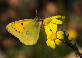 Sar Azamet (Colias croceus)