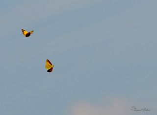 Sar Azamet (Colias croceus)