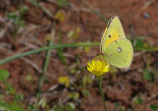 Sar Azamet (Colias croceus)