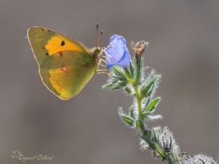 Sar Azamet (Colias croceus)