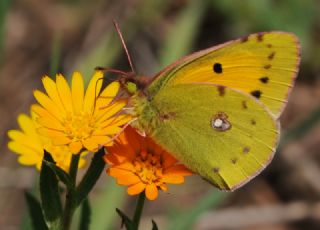 Sar Azamet (Colias croceus)