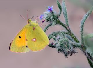 Sar Azamet (Colias croceus)