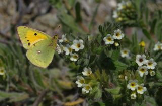Sar� Azamet&nbsp;(Colias&nbsp;croceus)