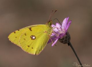 Sar Azamet (Colias croceus)