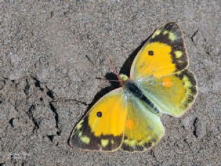 Sar Azamet (Colias croceus)